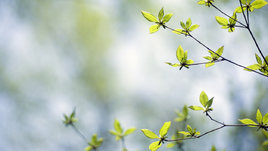 Ветки дерева весной крупным планом