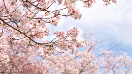 Цветущая вишня