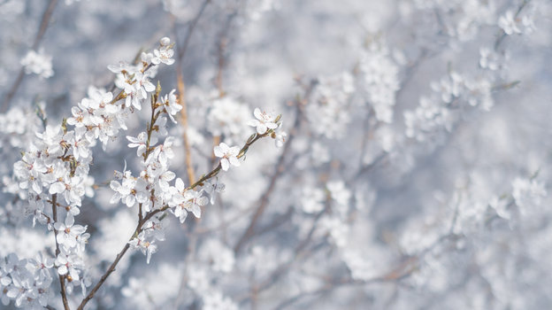 Цветение курильской вишни