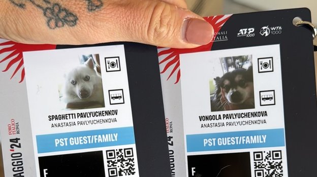 Аккредитации для двух собак Анастасии Павлюченковой.