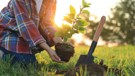 Женщина сажает дерево