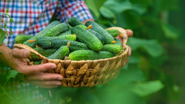 Огурцы в корзине