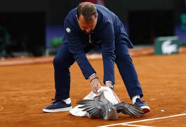 Судья Дамьен Дюмюсуа ловит вылетевшего на корт голубя.