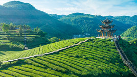 Вид с воздуха на чайное сельскохозяйственное поле