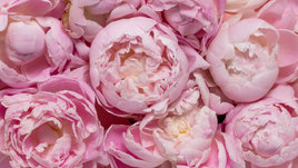 Пионы крупным планом