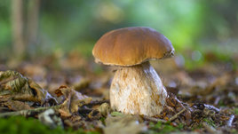 Гриб крупным планом