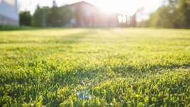 Красивый газон в солнечном свете.