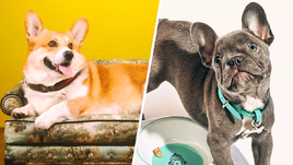 Диван для собаки за 650 тысяч рублей: самые дорогие товары для питомцев