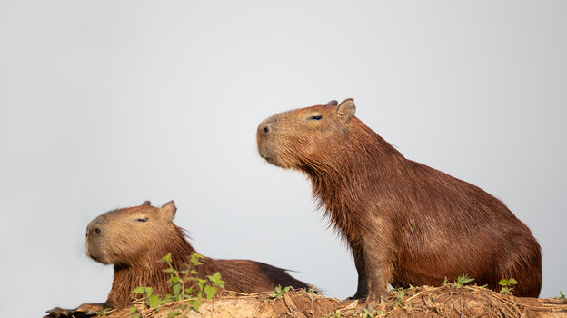День любви к капибарам