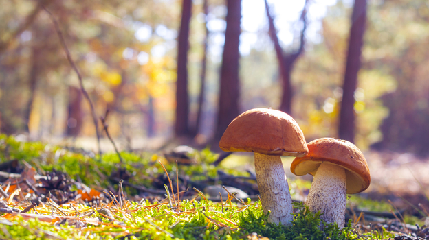 Грибы на опушке