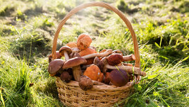Корзина съедобных грибов