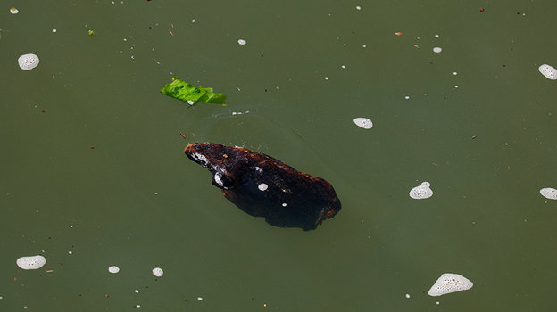 Мусор в Сене.