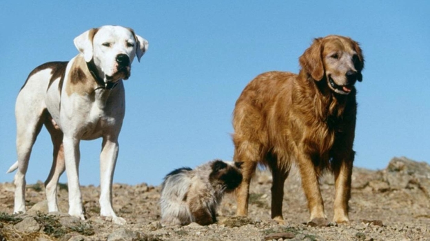 Кадр из фильма «Дорога домой: Невероятное путешествие»