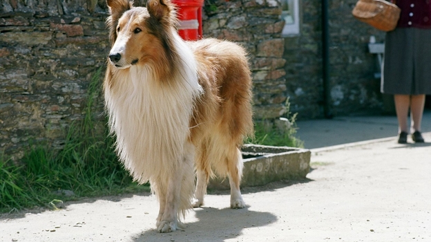 Кадр из фильма «Лесси»