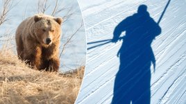 Медведь напал на лыжника во время тренировки на Камчатке