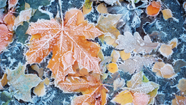 Осенние листья на морозе