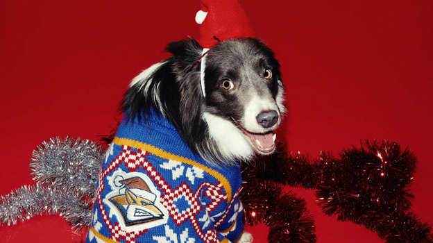 Собака по кличке Айс.