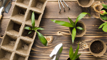 Посевной календарь на 2025 год: советы и рекомендации.