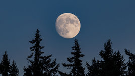 Луна над лесом