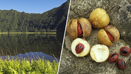 Воевала с США, продавалась за две бутылки и попала в советский стих: чем вас удивит Гренада?