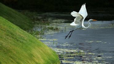 Международный день птиц в России в 2025 году отметят 1 апреля.