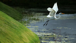 Международный день птиц — 2025: дата, история и традиции праздника