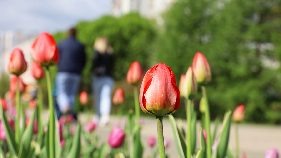 Красные цветы тюльпанов на улице