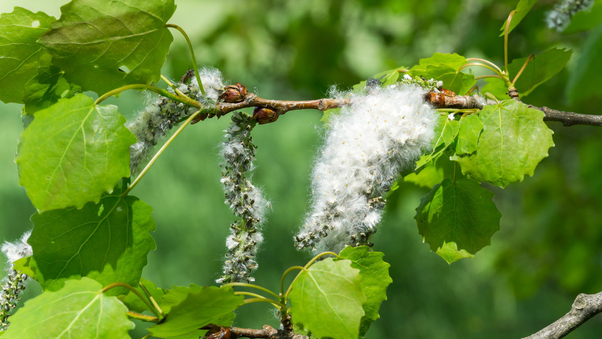 Тополь цветет