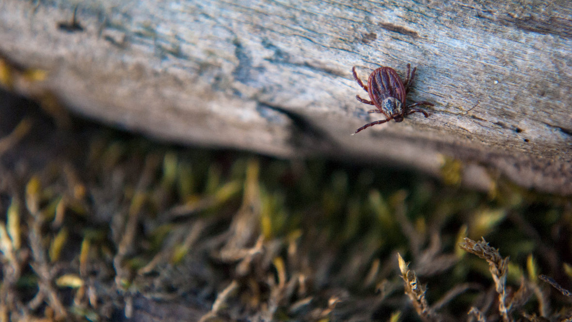 Клещ на природе