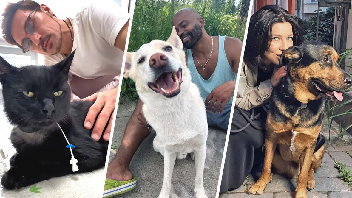 Российские звезды которые взяли животных из приюта