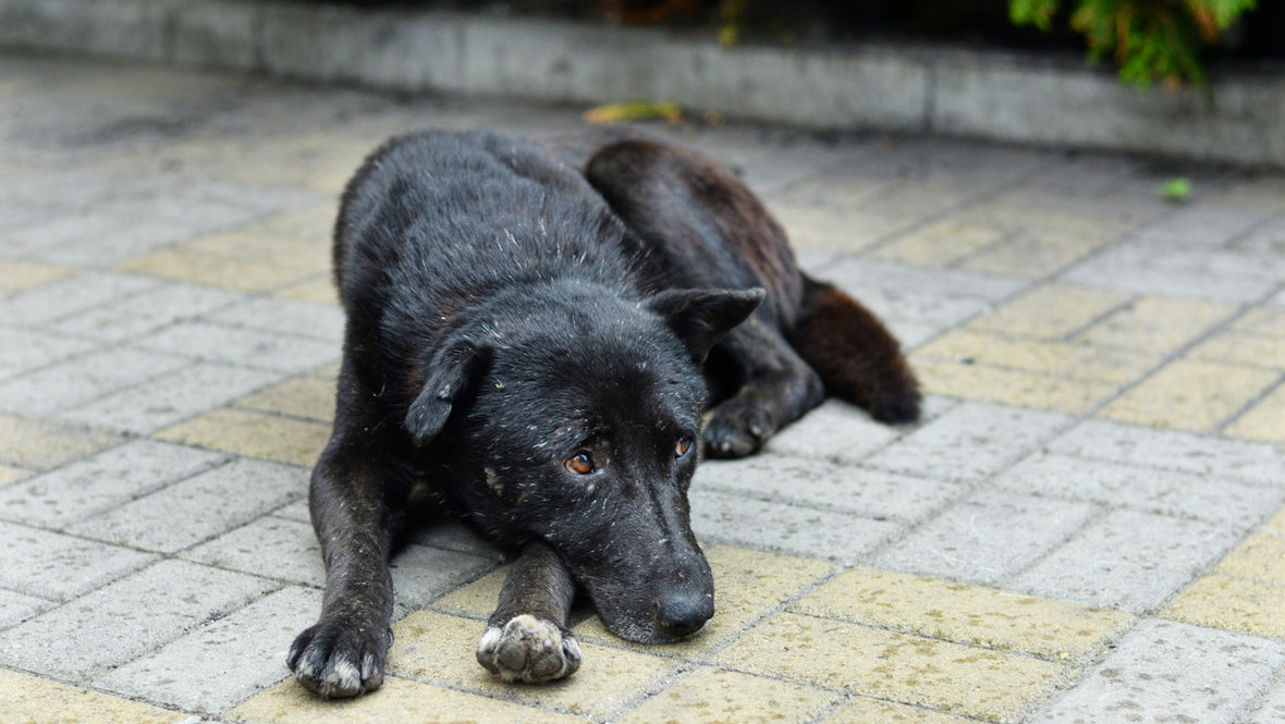 Бездомный пес