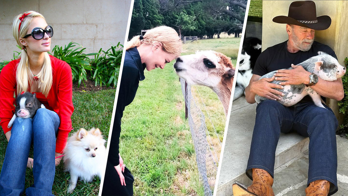Самые странные питомцы зарубежных звезд
