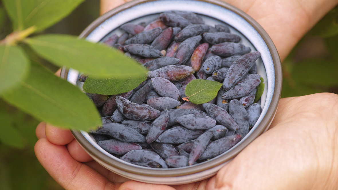 Жимолость в деревянной миске