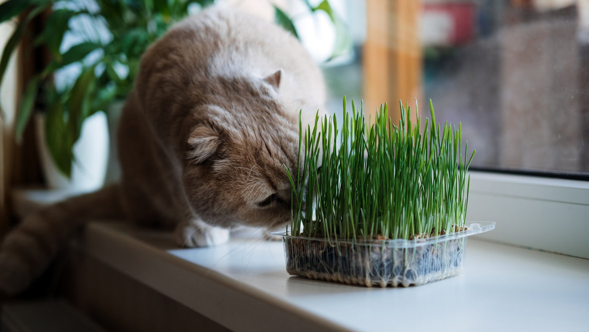 Кошка ест траву