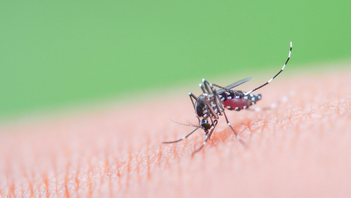 Комар на коже