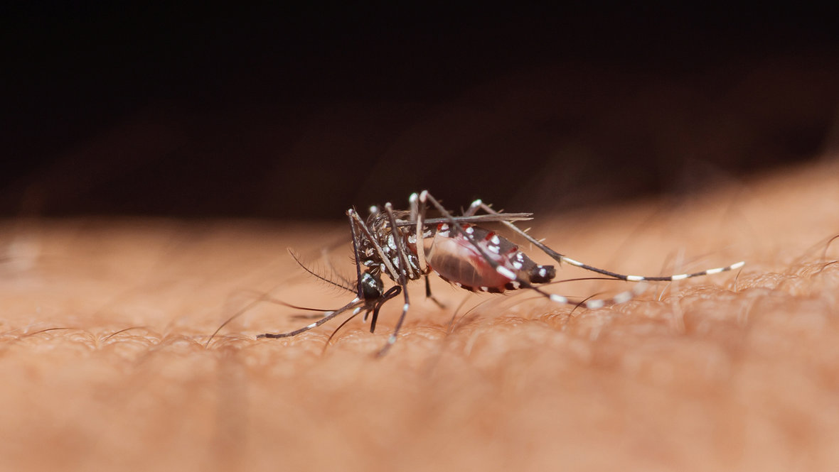 Комар на коже