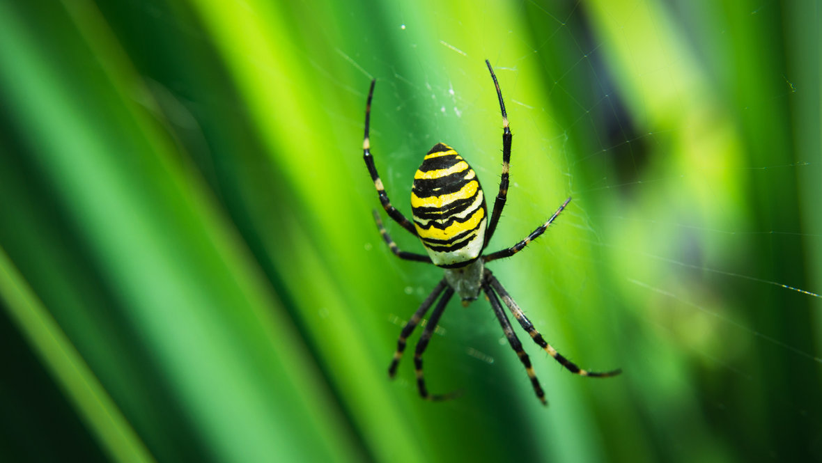 Паук-оса на зеленом фоне