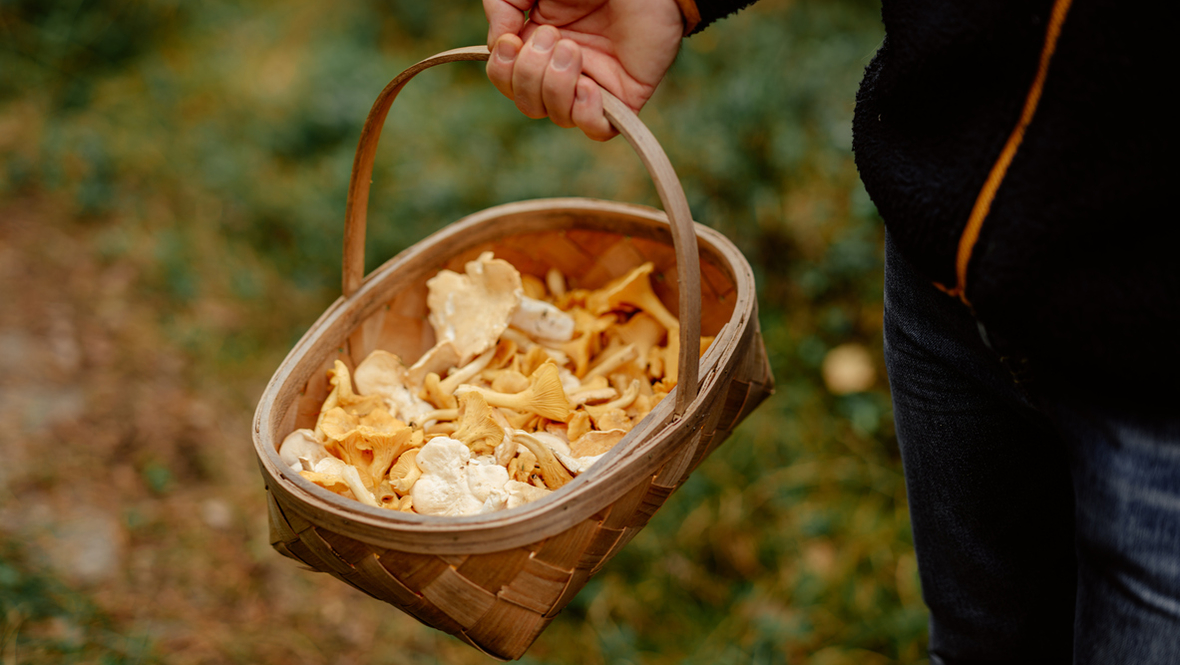 Лукошко с грибами