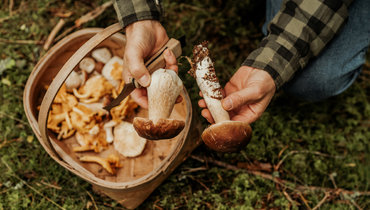 В лес за грибами: как одеться и что взять с собой