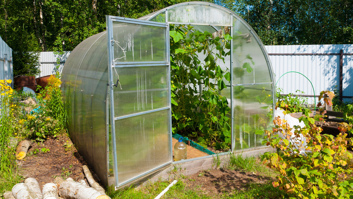 Теплица на даче