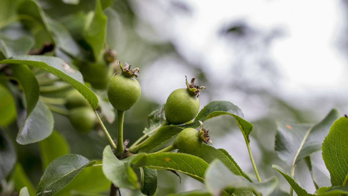 Груша зреет на ветке