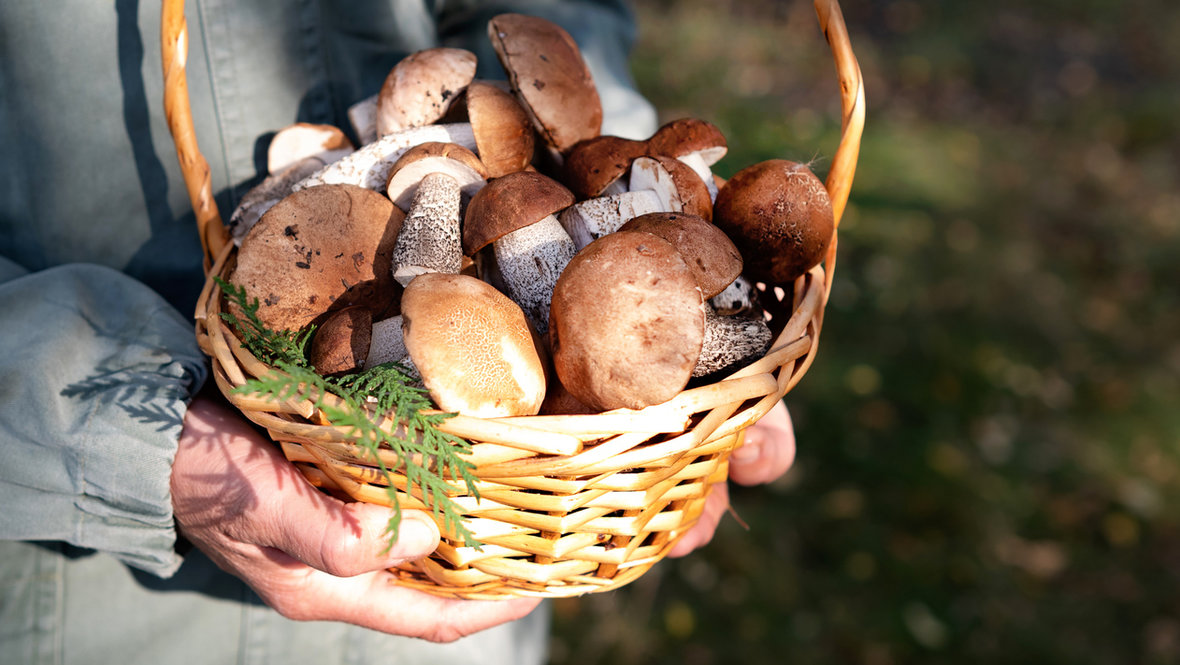 Корзина с грибами в руках