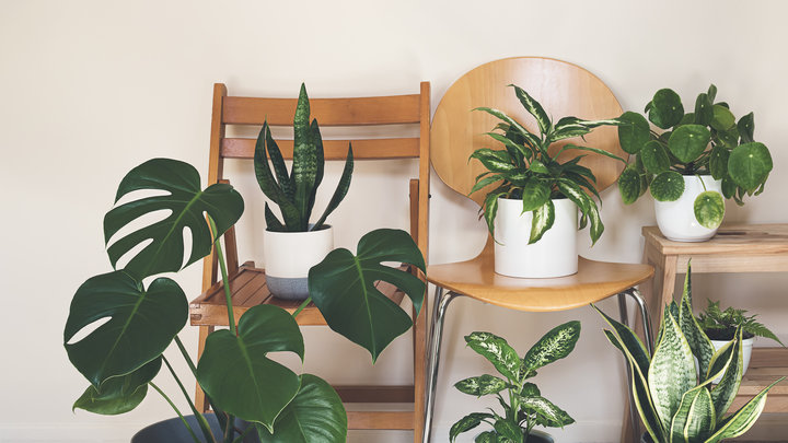 Домашние растения на стульях