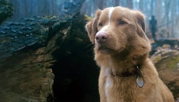 Глазами пса фильм ужасов 2025: обзор и рецензия — стоит ли смотреть.