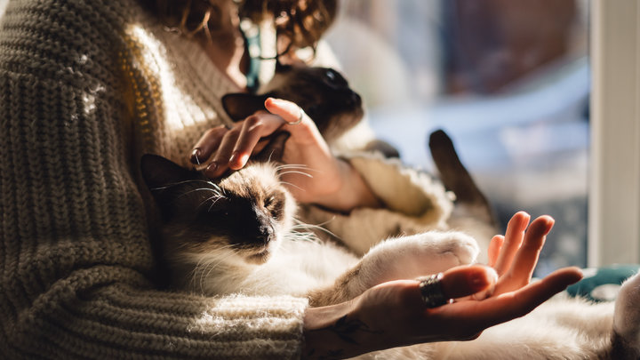 Девушка и кошки