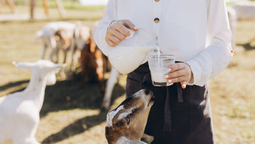 Правда ли, что козье молоко полезнее коровьего
