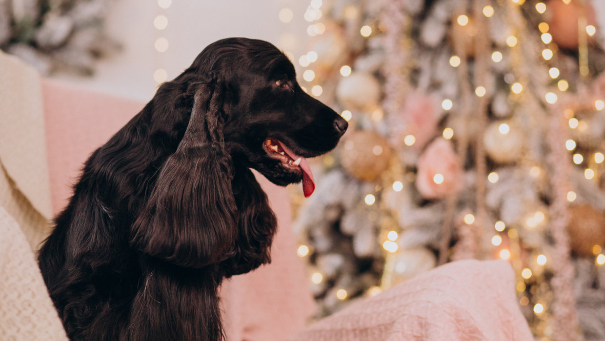 Собака на фоне новогодней елки