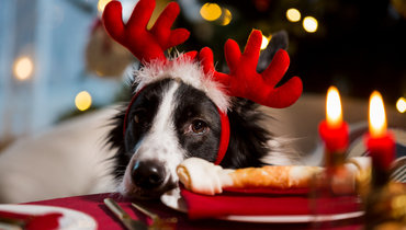 Ветеринар ответил, чем можно безопасно угостить питомца с новогоднего стола