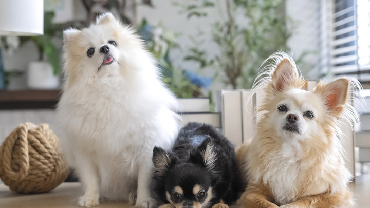 Названы самые популярные породы собак в 2025 году