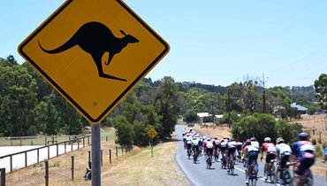 «Самая австралийская авария»: кенгуру врезался в пелотон велогонщиков и едва не оставил лидера без победы